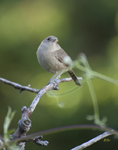House Wren 8555